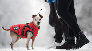 Hund und Katze: Das braucht dein Haustier bei Kälte