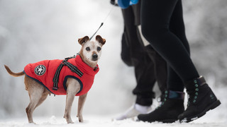 Hund und Katze: Das braucht dein Haustier bei Kälte