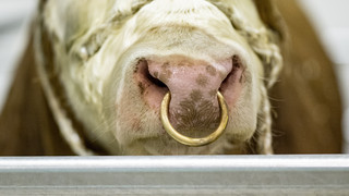 Ober-Mörlen: Entlaufene Rinder nach über einer Woche eingefangen