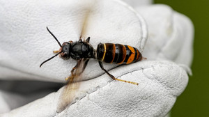 Asiatischen Hornisse - Noch keine Fälle in Mittelhessen