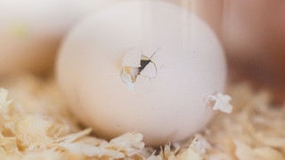 Küken schlüpfen im Naturkundemuseum in Kassel