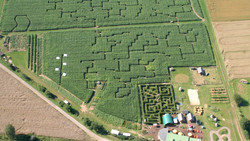 Ab ins Maislabyrinth in Groß-Umstadt
