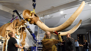 XXL-Skelett zurück in Darmstädter Museum