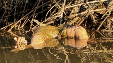 Grusel-Fund in Breuberg: Hand ragt aus der Mümling