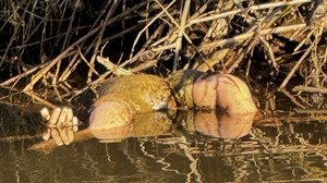 Grusel-Fund in Breuberg: Hand ragt aus der Mümling