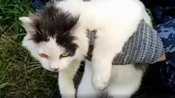 Gefasst: Kater sollte Drogen in russische Strafkolonie schmuggeln