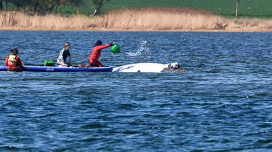 Gestrandeter Wal kann frühestens Sonntag wegbewegt werden