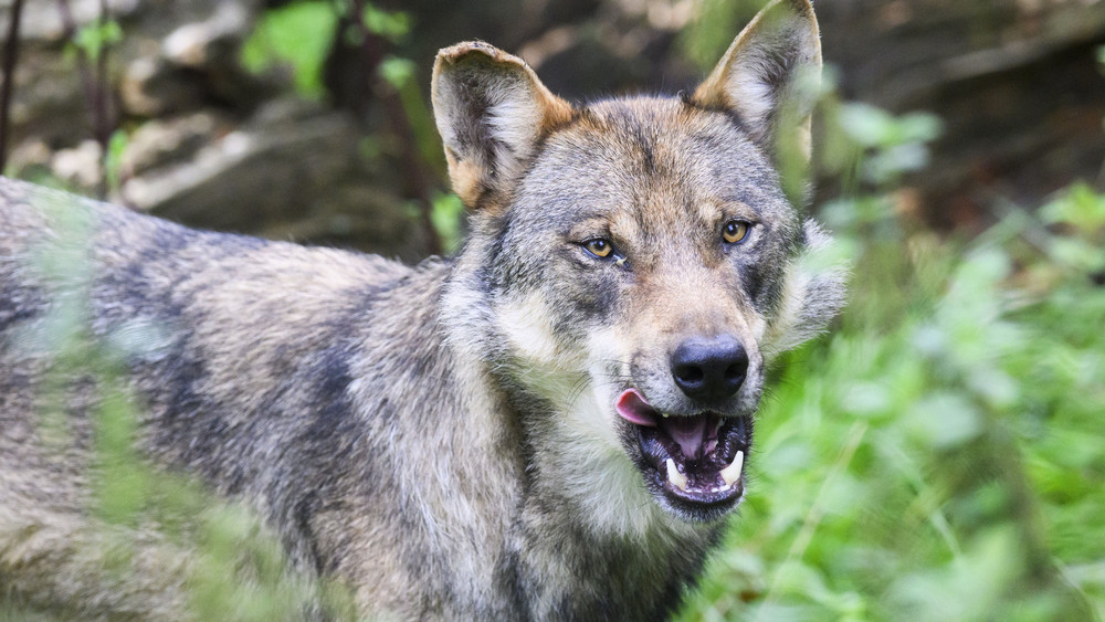 Der Wolf wird in Hessen zunehmend heimisch. Experten rechnen mit einer weiter wachsenden Population