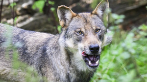 Wolfspopulation in Hessen nimmt zu: 26 sesshafte Tiere
