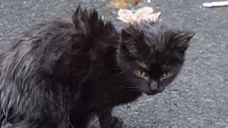 Immer mehr wildlebende Hauskatzen in Hessen beschäftigen Tierheime