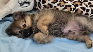 Hundewelpe an A3-Raststätte Medenbach ausgesetzt: Zeugen gesucht