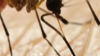Frankfurt: Patient mit Flughafen-Malaria gestorben