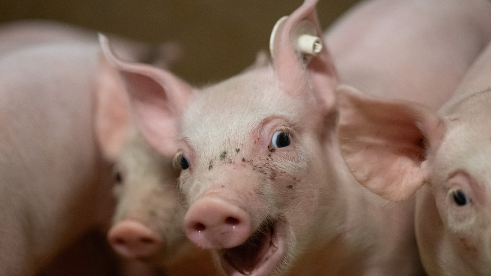 Schweinchen Emma hat eine Tour durch Uslar gemacht (Symbolbild). 