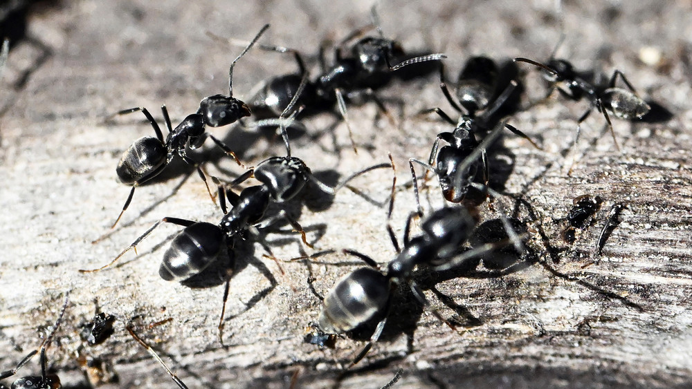 Die Große Drüsenameise läuft mehrspurig.