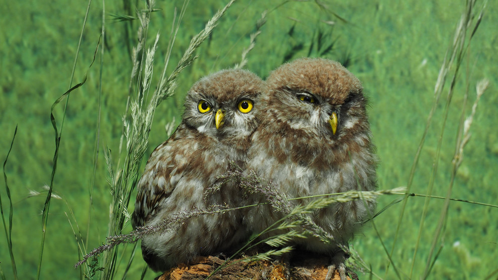 Junge Steinkäuze, ein Bild aus dem Ottoneum Kassel
