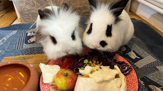 Vermisstensuche mit Happy End: Hoppler Timi und Rocky sind wieder da