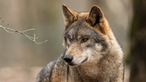 Bundestag stuft Wolf als jagdbar ein