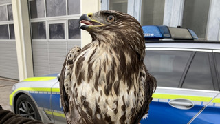 Flügel gebrochen: Polizei rettet verletzten Bussard von A7