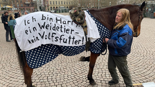 Angst vor dem Wolf: Halter fordern mehr Schutz für Tiere