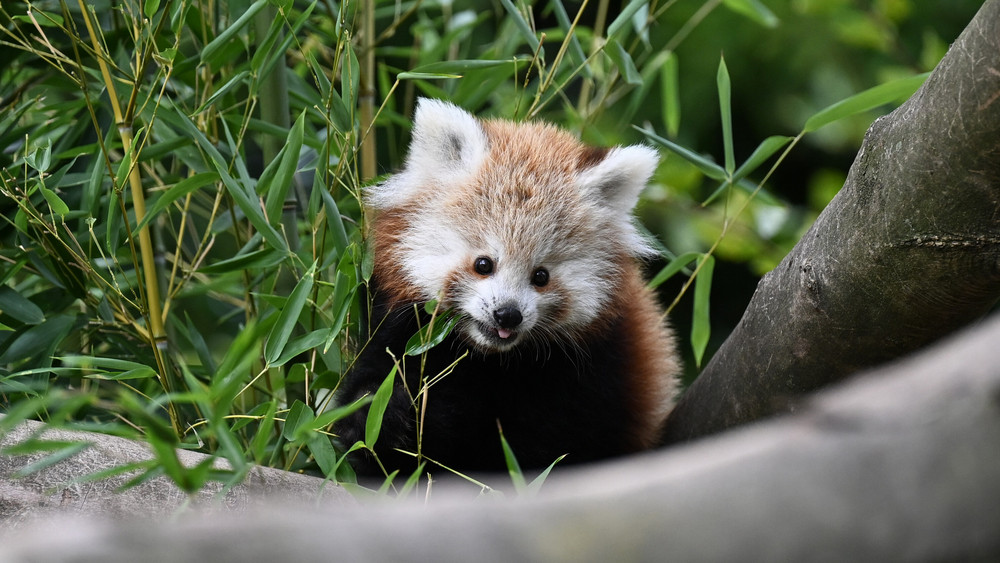 Ein junger Roter Panda sitzt in seinem Gehege in einem Bambus-Zweig. Die Roten Pandas im Opel-Zoo haben Nachwuchs. Das weibliche Jungtier wurde bereits am 24. Juni geboren.