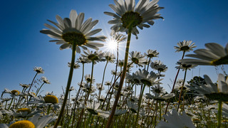 Wetter zum Wochenende: Weiter sonnig und trocken