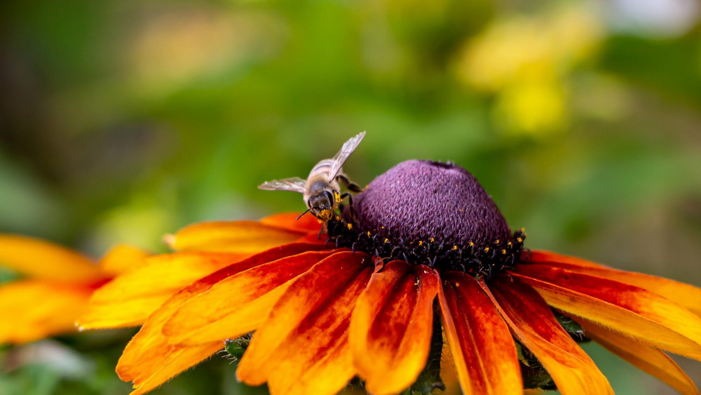Eine Biene bestäubt eine Blume. Ohne Bestäubung würden Äpfel, Birnen oder Zwetschgen gar nicht wachsen. 