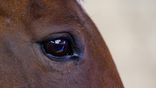 Zwei Pferde in Tann durch Schnitte verletzt