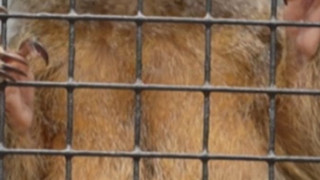 Zwergseidenäffchen-Orakel für Sonntag: Siegt Deutschland oder Curacao?