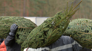 Weihnachtsbaum-Diebe schlagen mehrfach im Rhein-Neckar-Raum zu