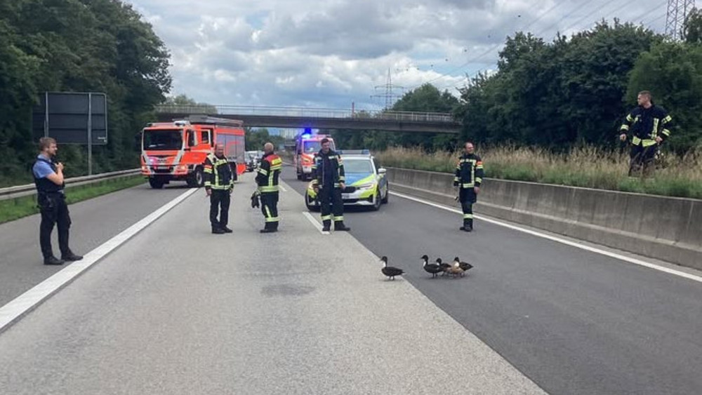 Enten laufen über A671 bei Wiesbaden, Polizisten gucken zu