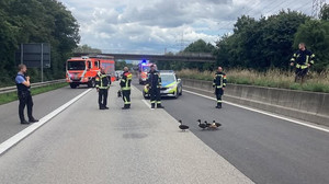 Entenfamilie watschelt über die A671 bei Wiesbaden
