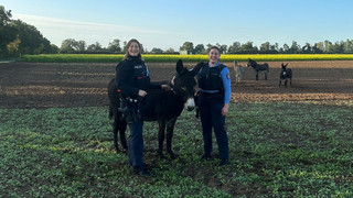 Polizei fängt Tiere wieder ein: Fünf Esel laufen durch Rodgau