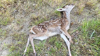 Wie traurig! Hirschkalb muss erlöst werden - Krank durch Inzucht