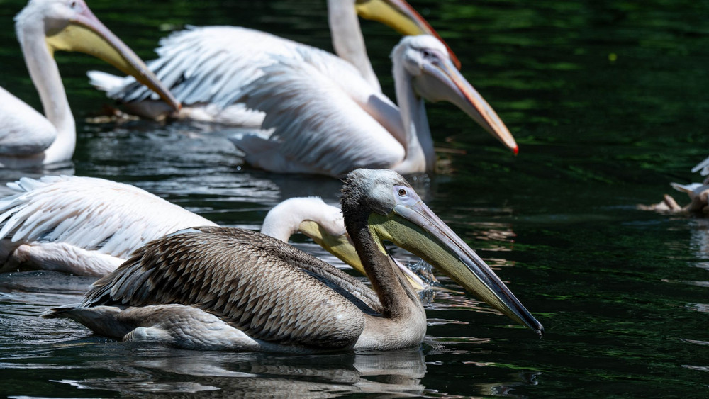 Fremder Pelikan im Stralsunder Zoo aufgenommen