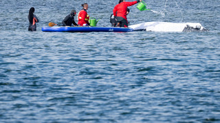 Backhaus: Go zum neuen Wal-Transport-Plan steht noch aus