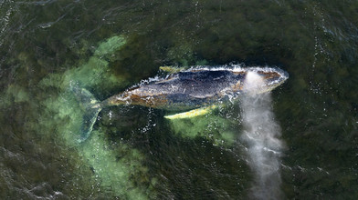 Buckelwal liegt weitgehend bewegungslos vor Ostseeküste