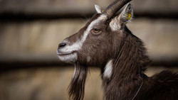 Wildpark Mainz-Gonsenheim