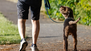Teures Futter und hohe Hundesteuer