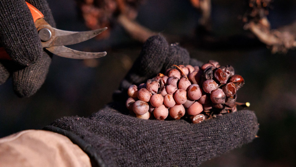 Innerhalb einer guten Stunde konnten insgesamt 24 Kisten mit Eisweintrauben geerntet werden (Archivbild).