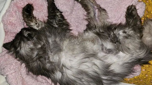 Kater aus Burghaun überlebt mit 25 Kugeln im Körper