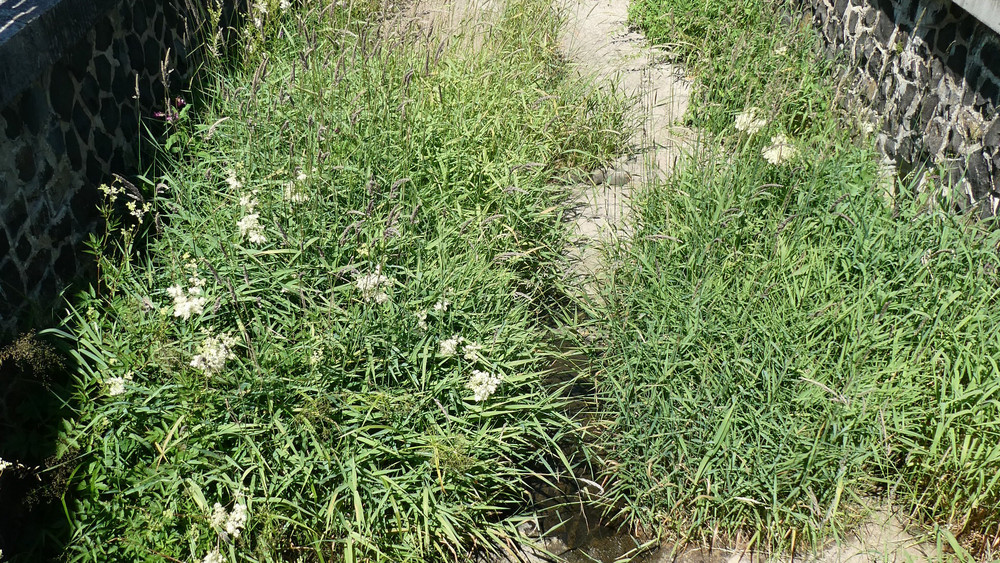 Die Folgen der Trockenheit sind deutlich zu sehen im Brenderwasser Dirlammen.