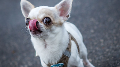 Chihuahua-Streit eskaliert vor Landgericht Kassel