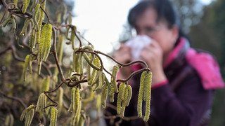 Tipp für Pollen-Allergiker: Kasseler Imker empfiehlt regionalen Honig