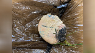 Gift-Köder in Schwalmstadt ausgelegt: Hund muss in Tierklinik