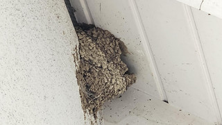 Wohnungsnot der Schwalben: Wie Hausbesitzer helfen können