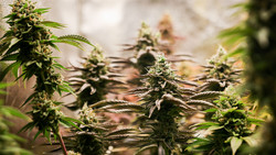 Hinweis führt zu Cannabis-Plantage in Künzell
