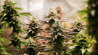 Hessische Cannabis-Clubs kämpfen mit Bürokratie und Kosten