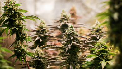Hinweis führt zu Cannabis-Plantage in Künzell