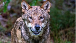 Angst in Greifenstein: Wolf verfolgt Reiterinnen 20 Minuten lang