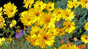 Überlebenskünstler im Beet: Topinambur als Alternative zur Kartoffel